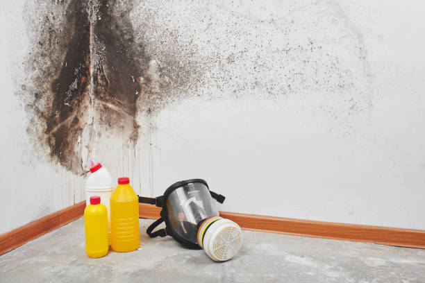 Best Residential Mold Remediation in New Ulm, MN