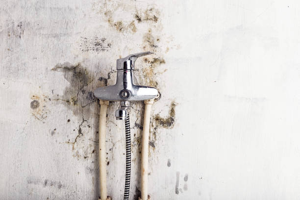 Best Localized Mold Remediation (e.g., coastal areas, humid climates) in New Ulm, MN