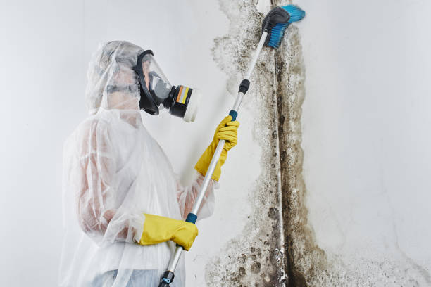 Professional Mold Remediation in New Ulm, MN