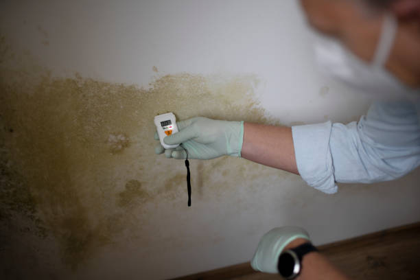 Best HVAC Mold Remediation in New Ulm, MN
