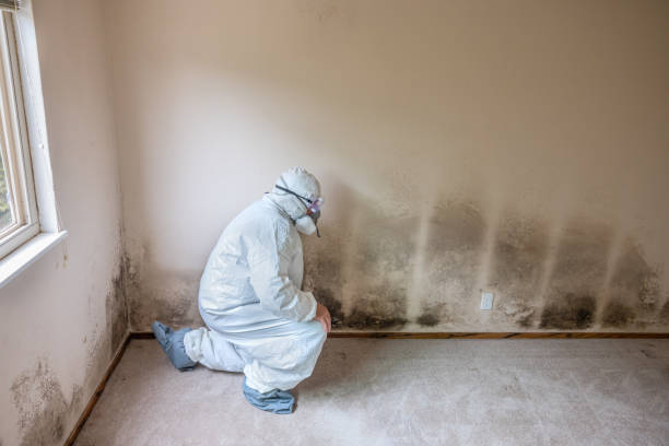 Best Post-Flood Mold Remediation in New Ulm, MN