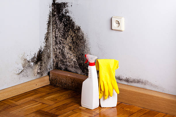 Best Mold Remediation for Specific Building Types in New Ulm, MN