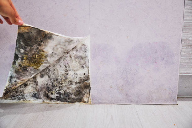 Best Bathroom Mold Remediation in New Ulm, MN